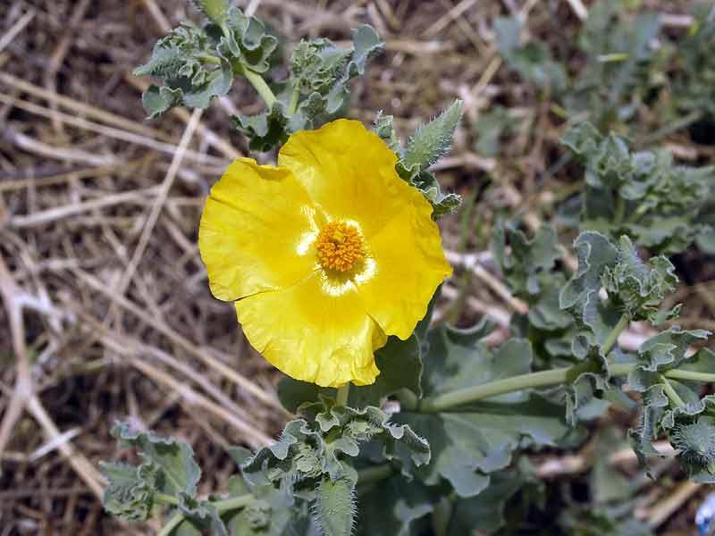 052